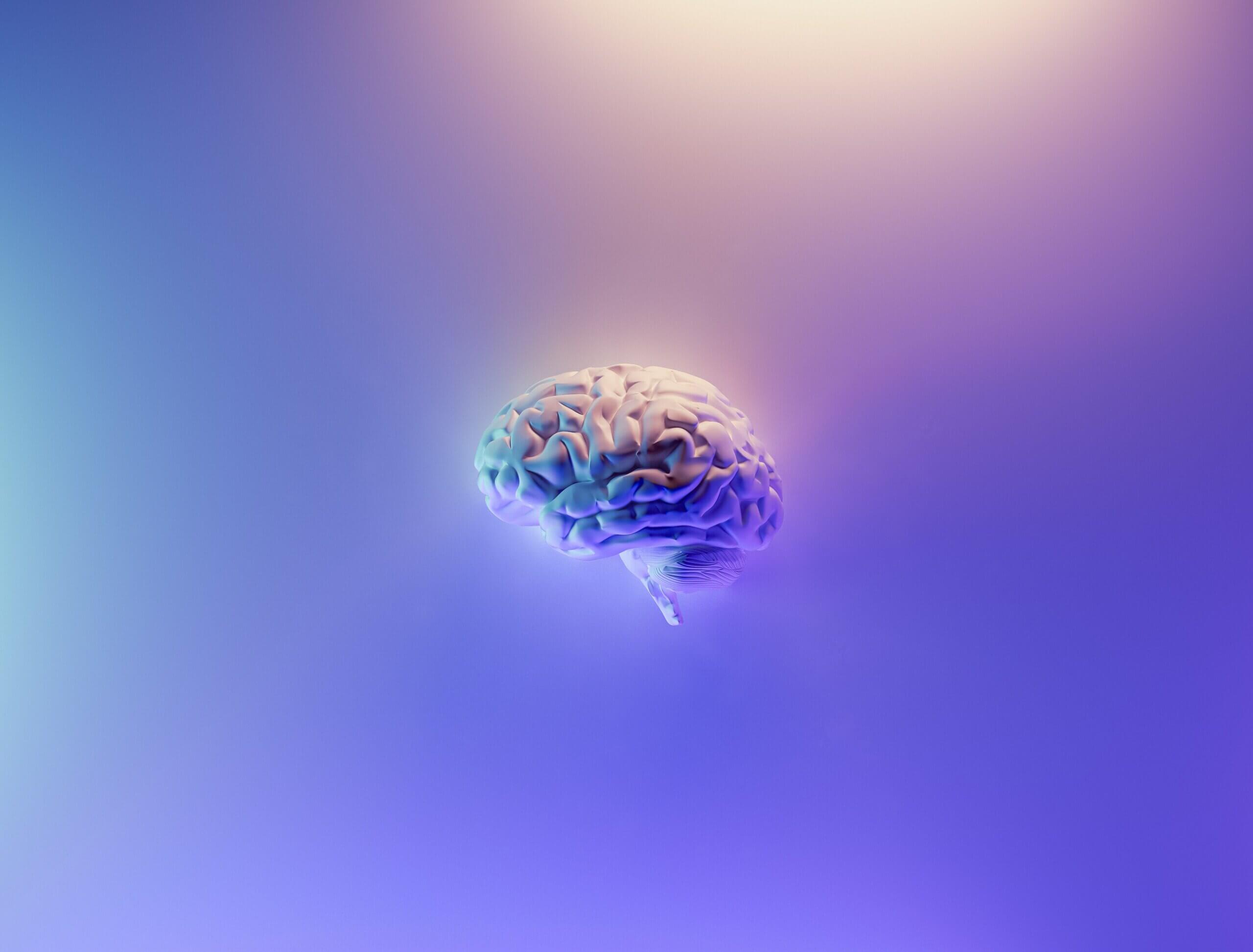 Ein 3D Rendering eines menschlichen Gehirns. Viele Lila Farbtöne